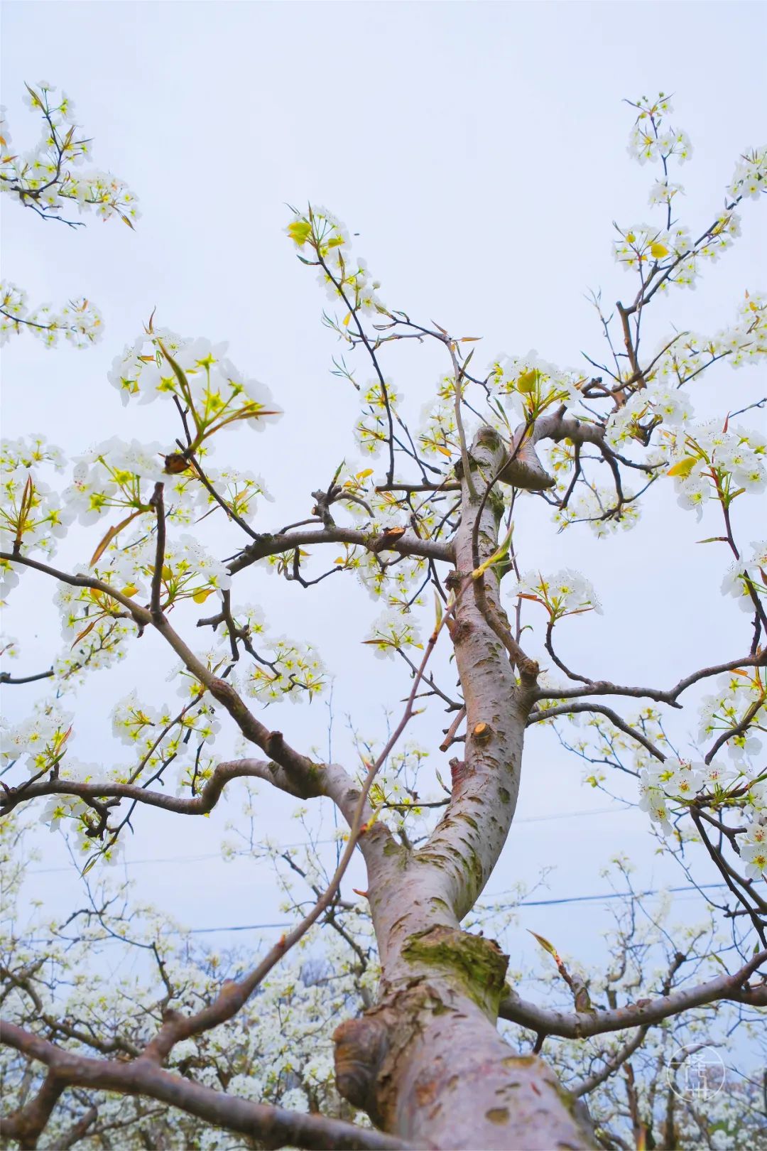 康养晋城 一路生花|超想去!南岭万亩梨园花似海