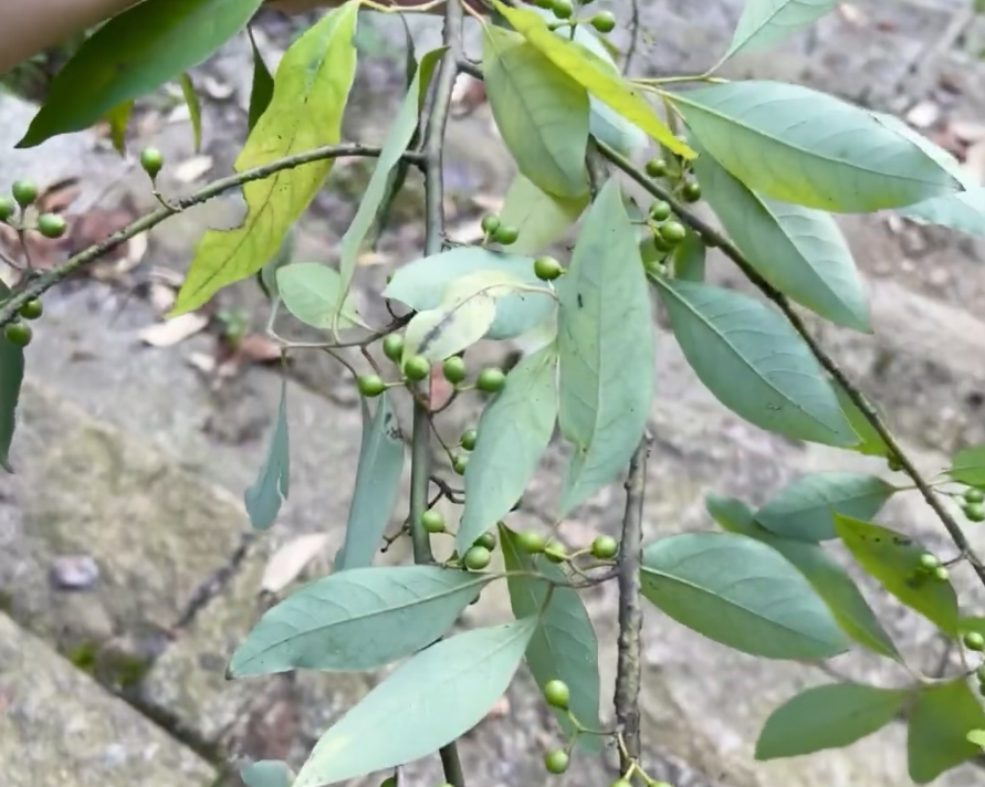 山胡椒,又称山花椒,野胡椒,有4大作用,农民朋友要了解!