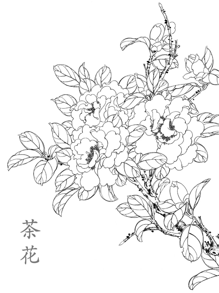 只知道茶好喝,山茶花盛开时也美得一塌糊涂