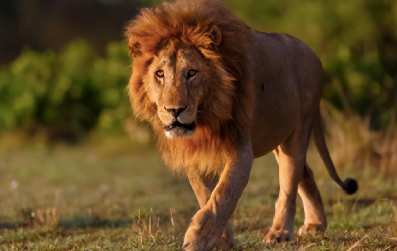 狮子是大自然中的大型猛兽,也是猫科动物中顶尖的猎食者.