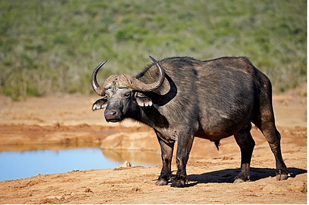 首先,非洲水牛,也叫"非洲野水牛".