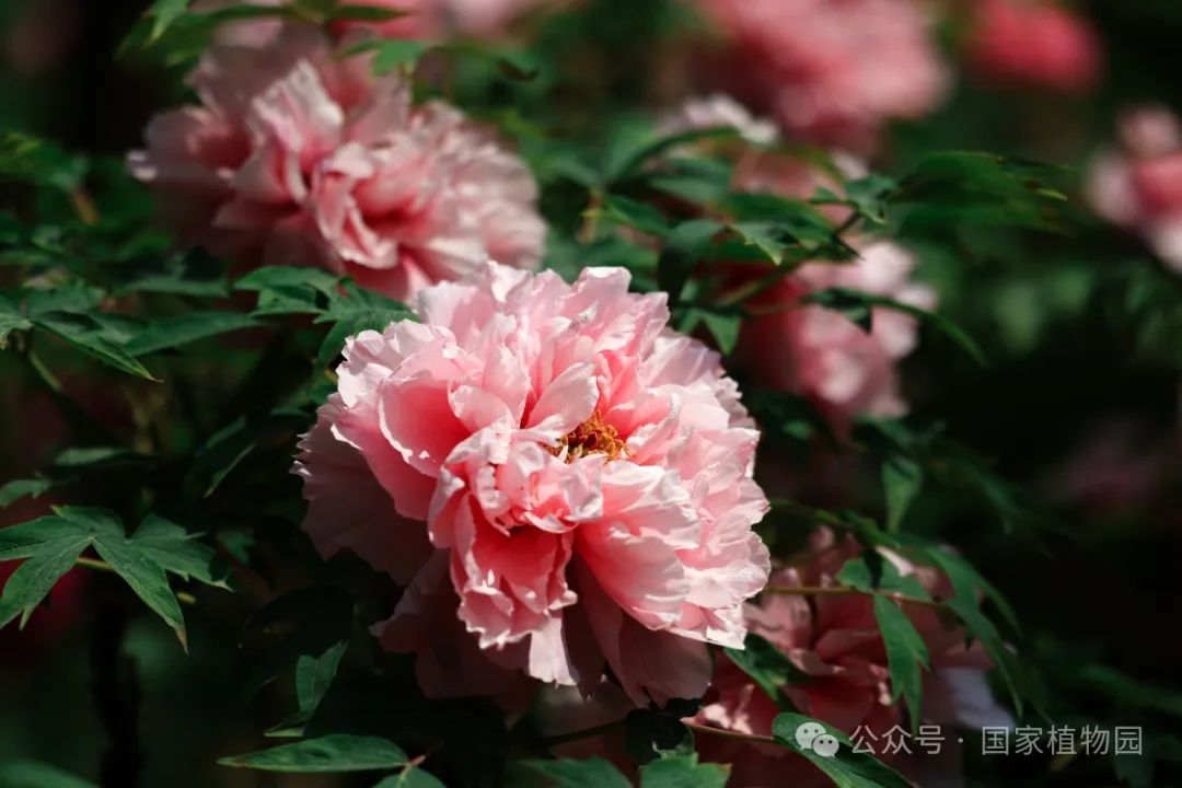 牡丹吐蕊 胜日寻芳