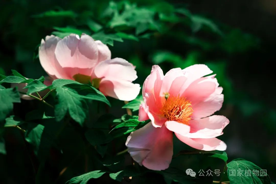 牡丹吐蕊 胜日寻芳