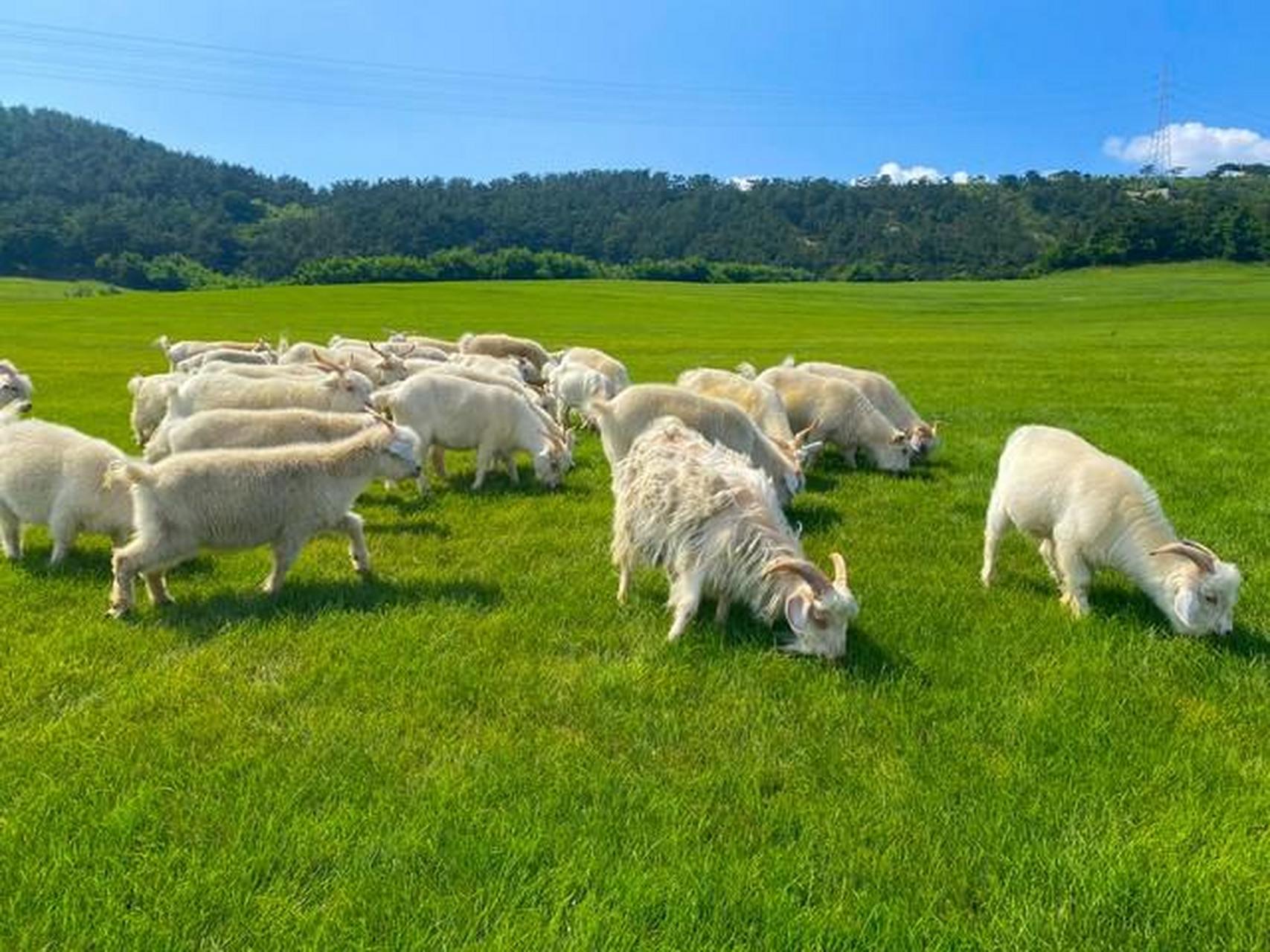 环境适应,饲料过渡,疫病防控和运输应激管理有助于减轻牛羊应激反应.