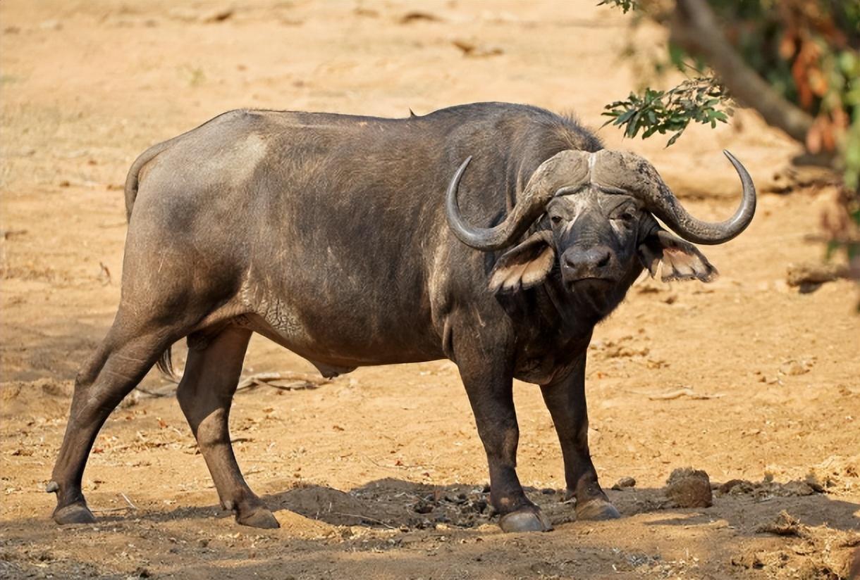 首先,非洲水牛,也叫"非洲野水牛".