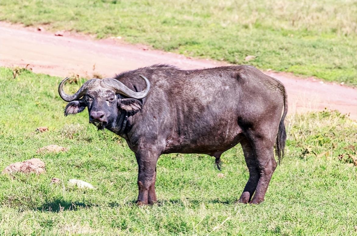首先,非洲水牛,也叫"非洲野水牛".