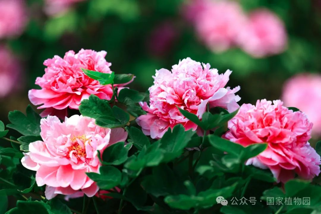 牡丹吐蕊 胜日寻芳