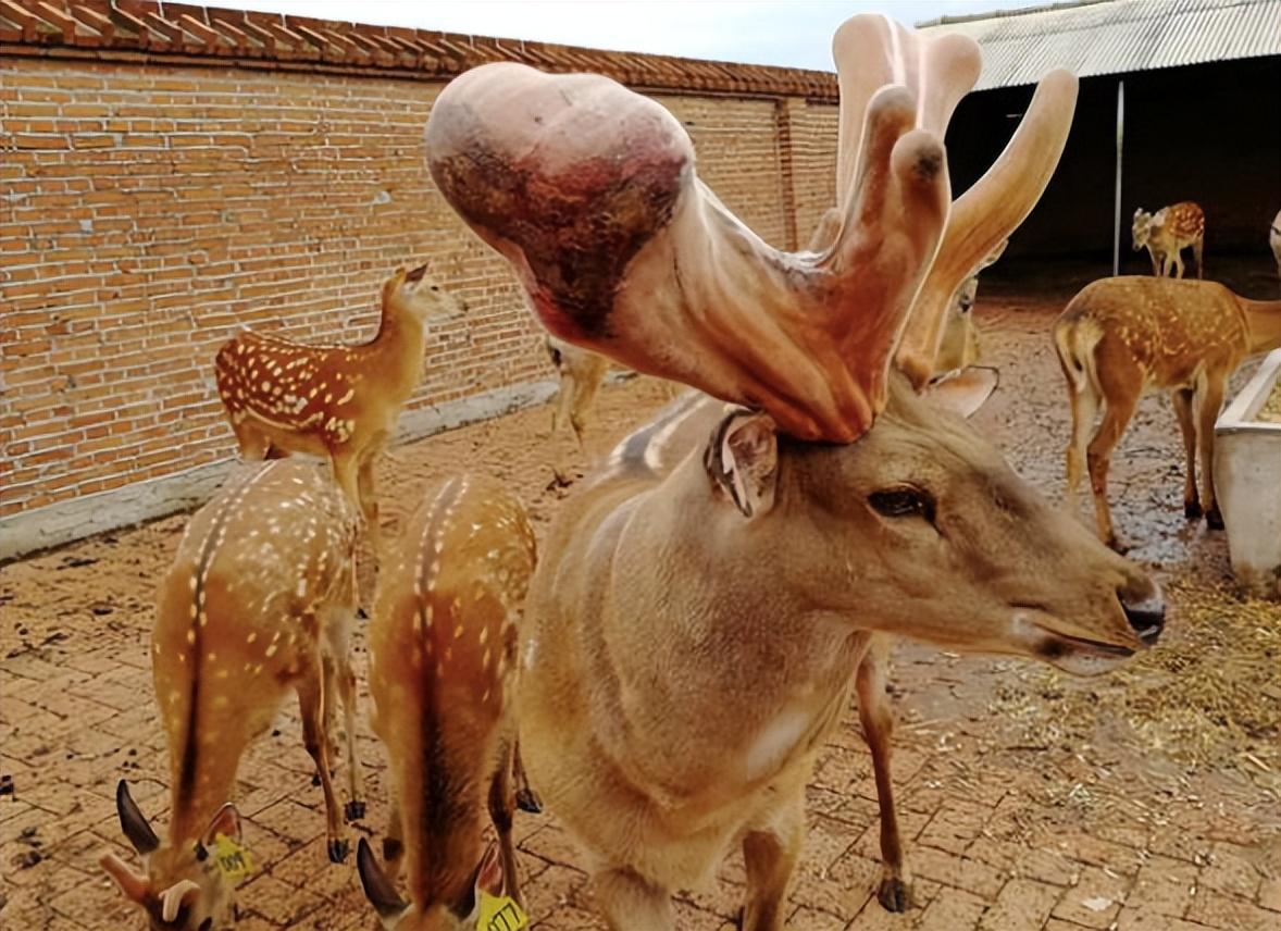 回顾:一对鹿茸卖出4万的高价,为何农户却不愿意养?