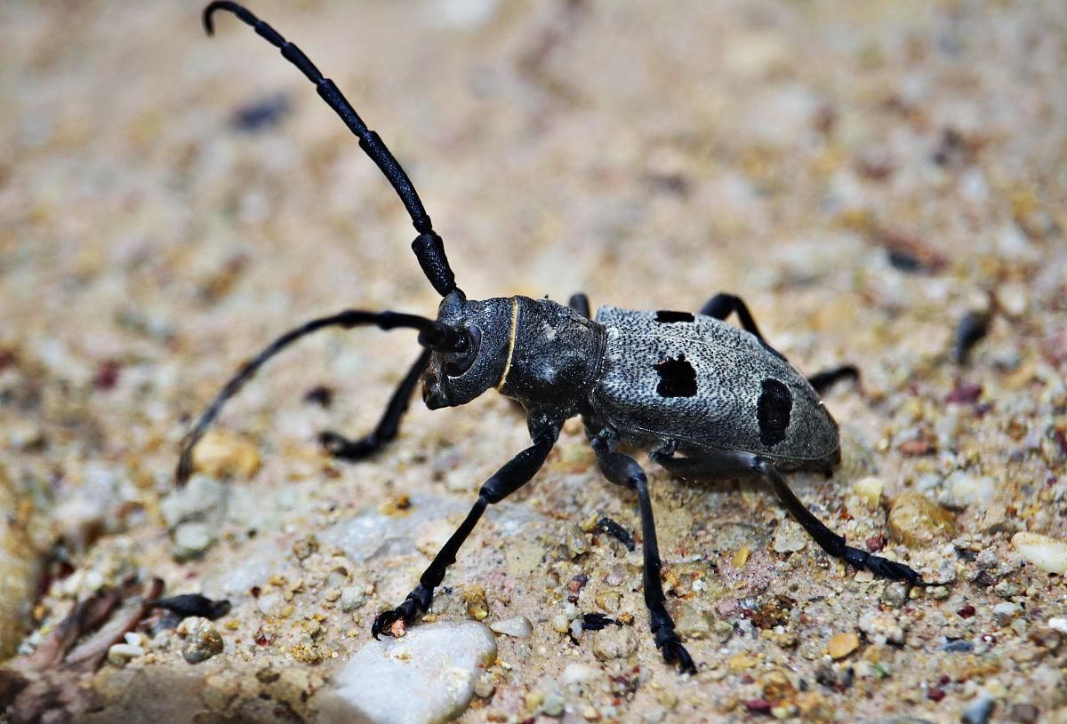 长角甲虫:森林深处的昆虫武士