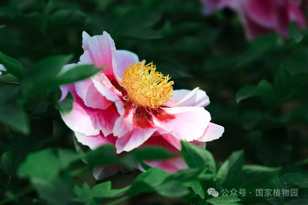 牡丹吐蕊 胜日寻芳