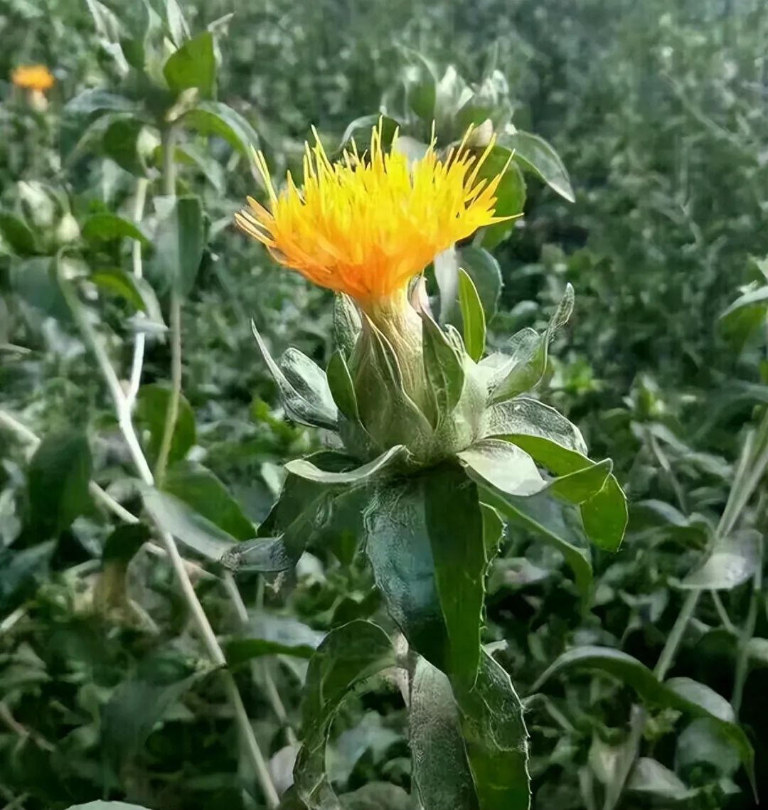 带你识别中药材红花