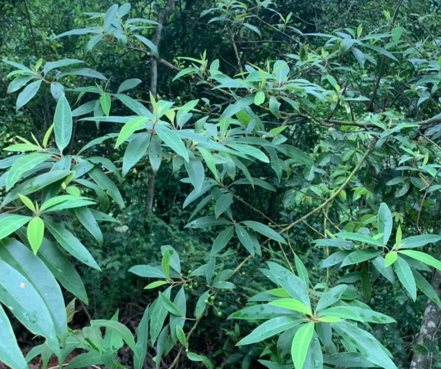 山胡椒,又称山花椒,野胡椒,有4大作用,农民朋友要了解!