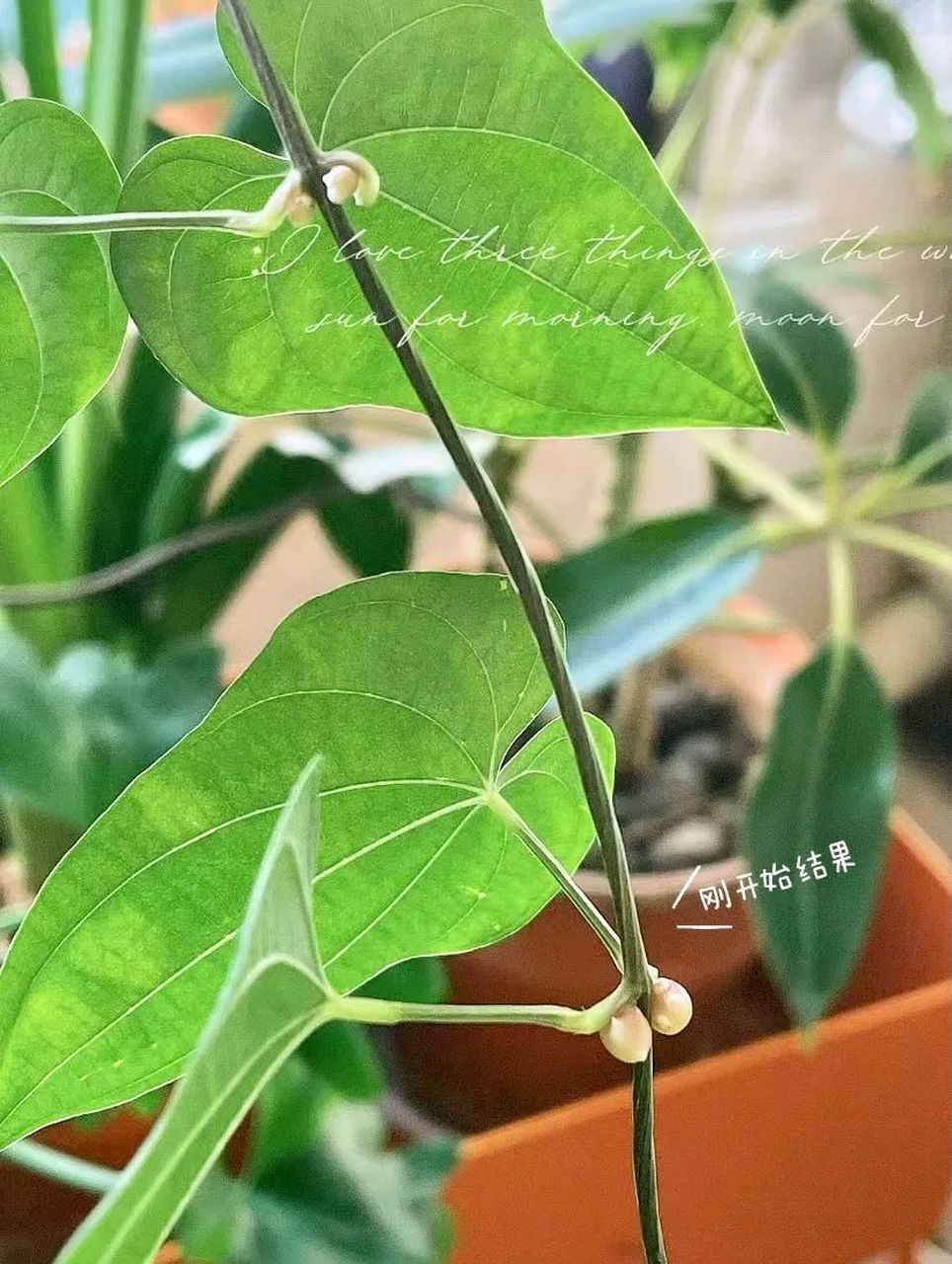 将山药切段水养,可长成绿意盎然的藤蔓,还能结果实山药豆,可食用且