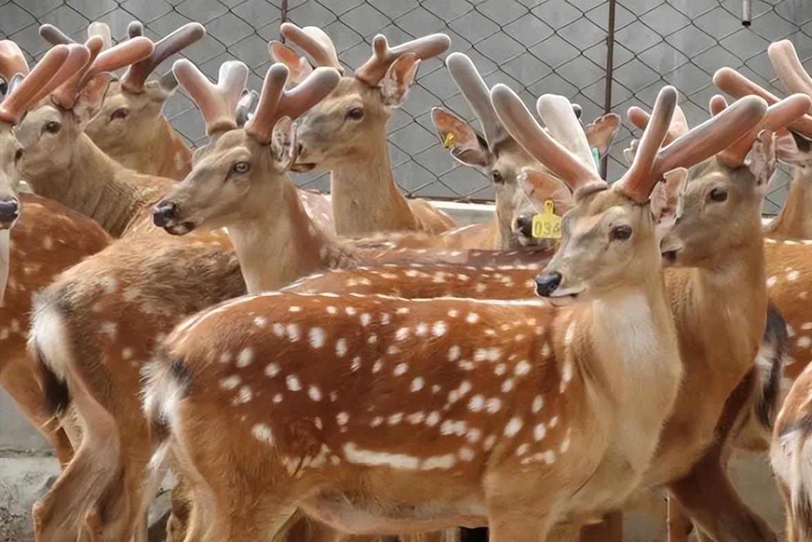 回顾:一对鹿茸卖出4万的高价,为何农户却不愿意养?