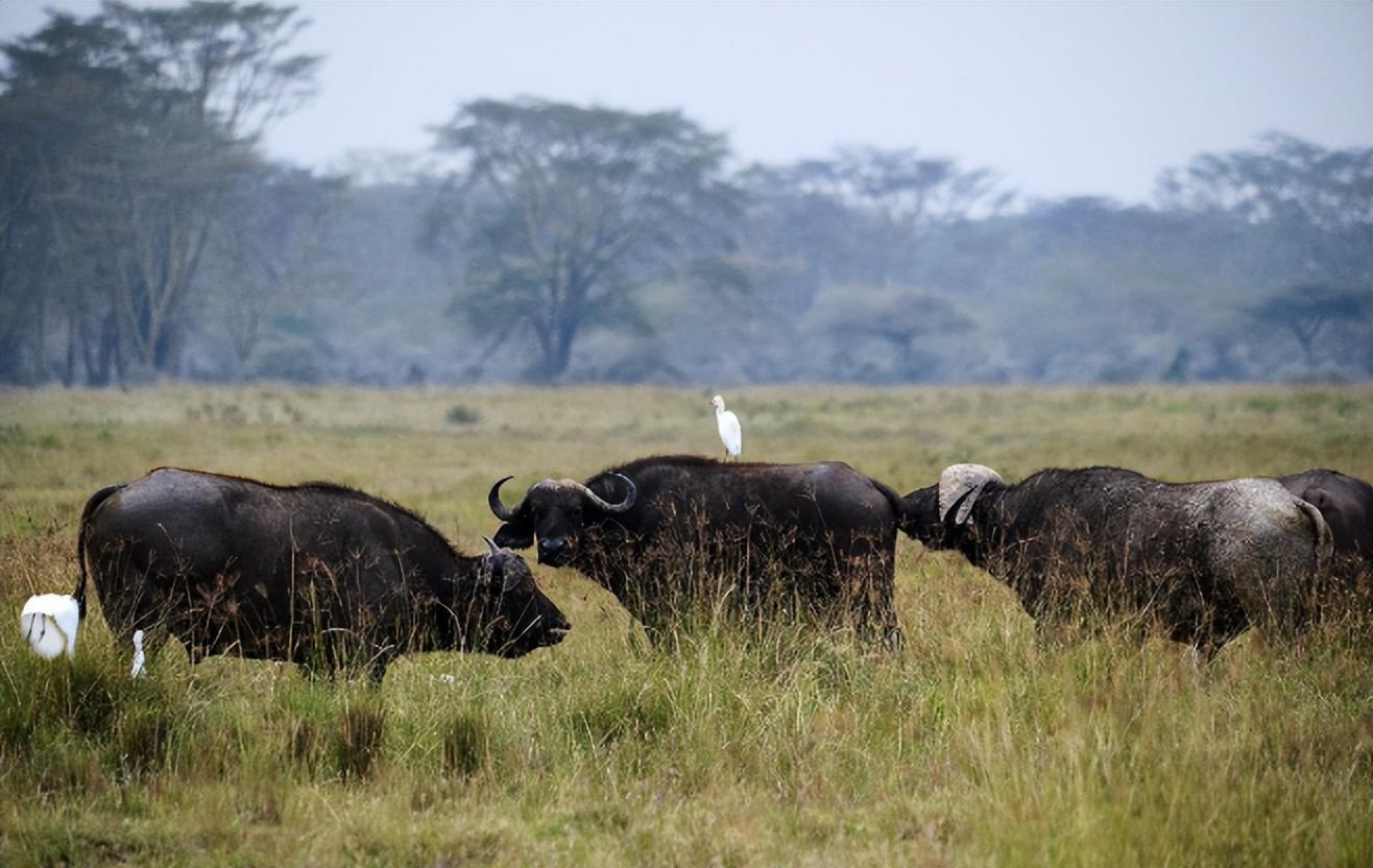 首先,非洲水牛,也叫"非洲野水牛".