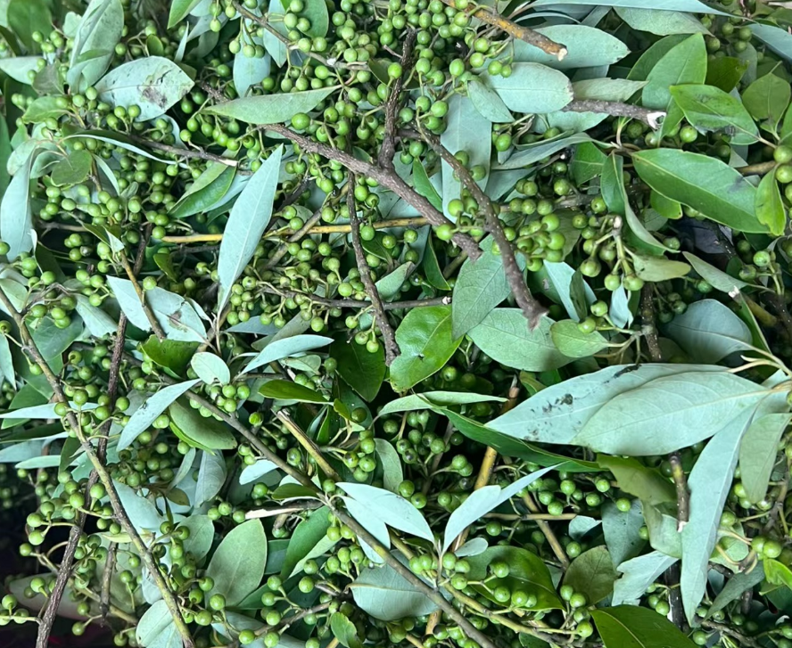 山胡椒,又称山花椒,野胡椒,有4大作用,农民朋友要了解!