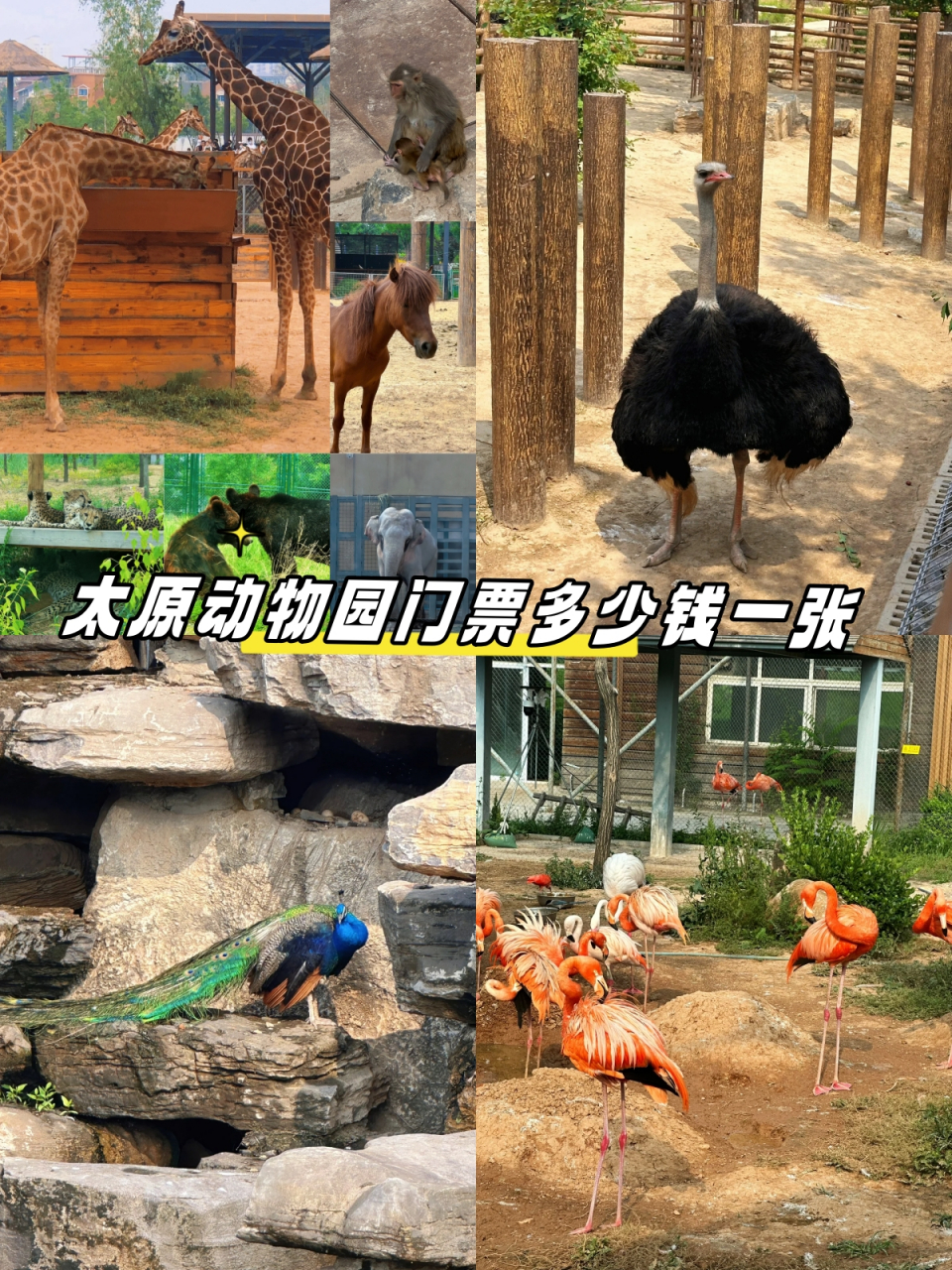 太原动物园门票多少钱一张  太原动物园保姆级攻略来啦  94票价