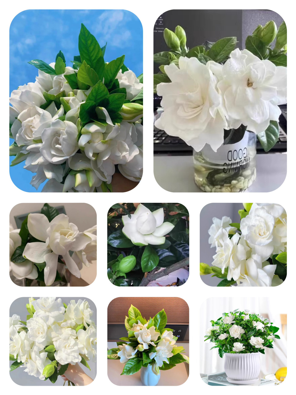 今日识花72:栀子花 72别名:栀子,黄栀子 栀子花属茜草科,为常绿