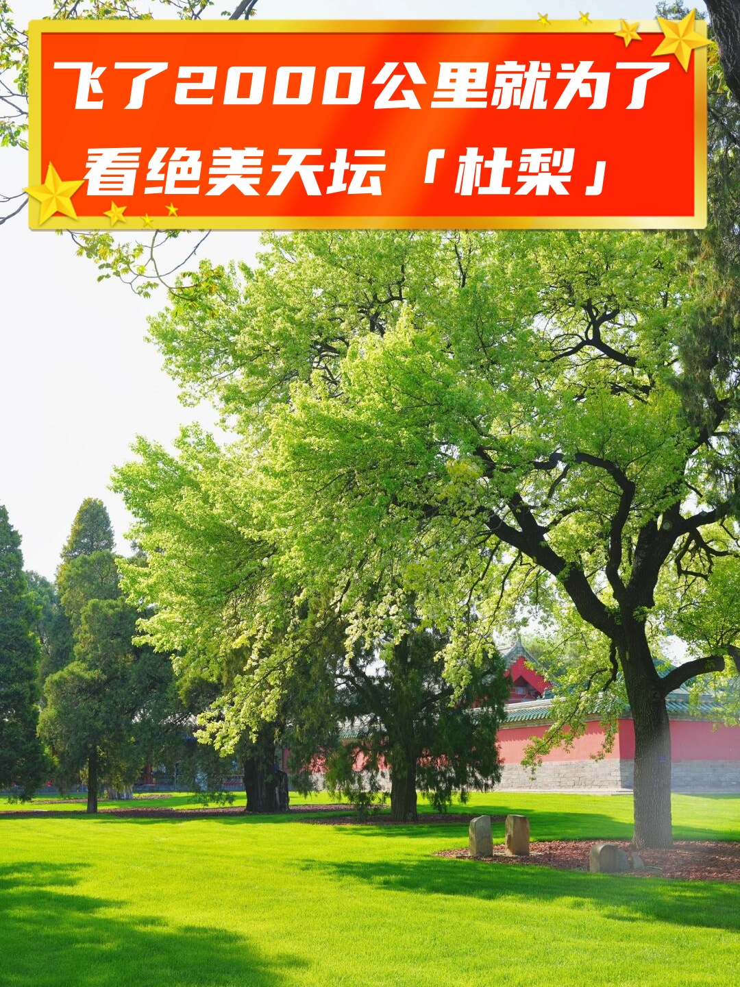 飞了2000公里就为了看绝美天坛「杜梨」