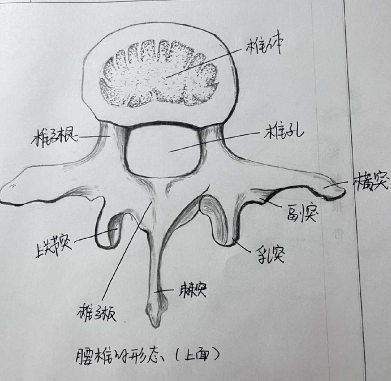 腰椎的形态手绘图 这是腰椎的形态手绘图!帮助大家记忆理解!
