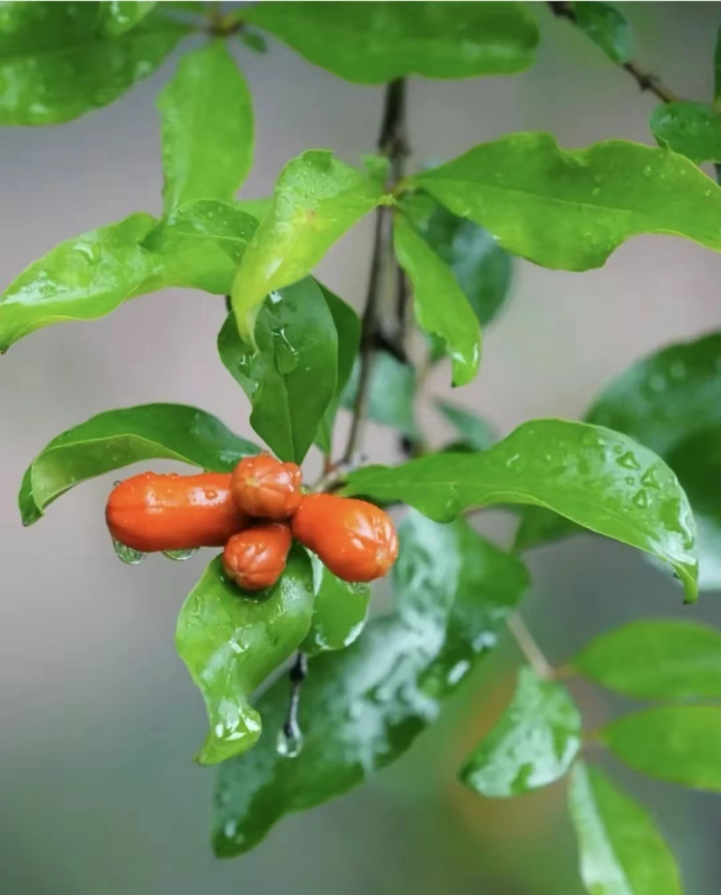 榴枝婀娜榴实繁,榴膜轻明榴子鲜.  可羡瑶池碧桃树,碧桃红颊一千年.