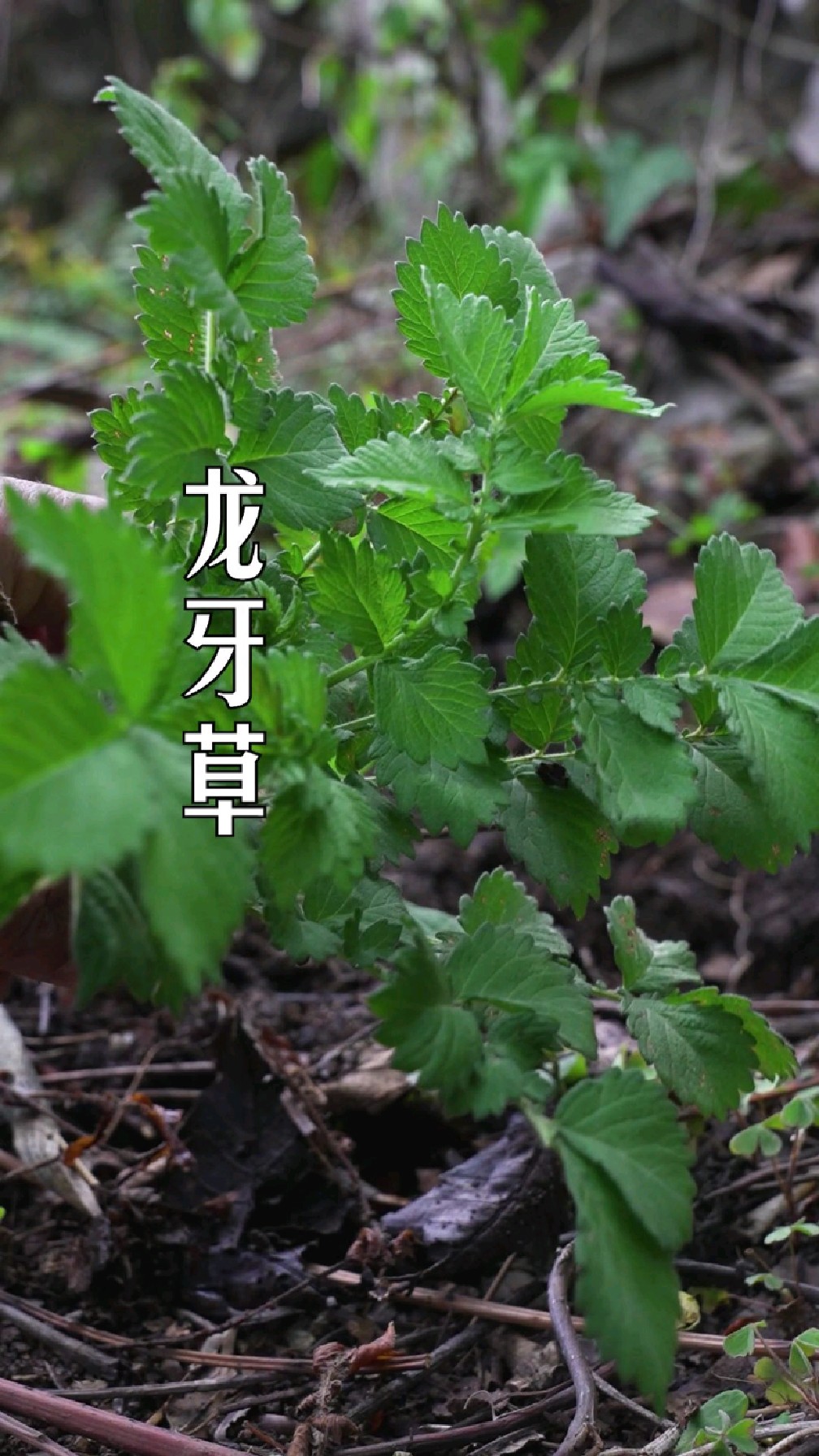 你眼前这个植物在农村很常见,它叫龙芽草,也叫仙鹤草