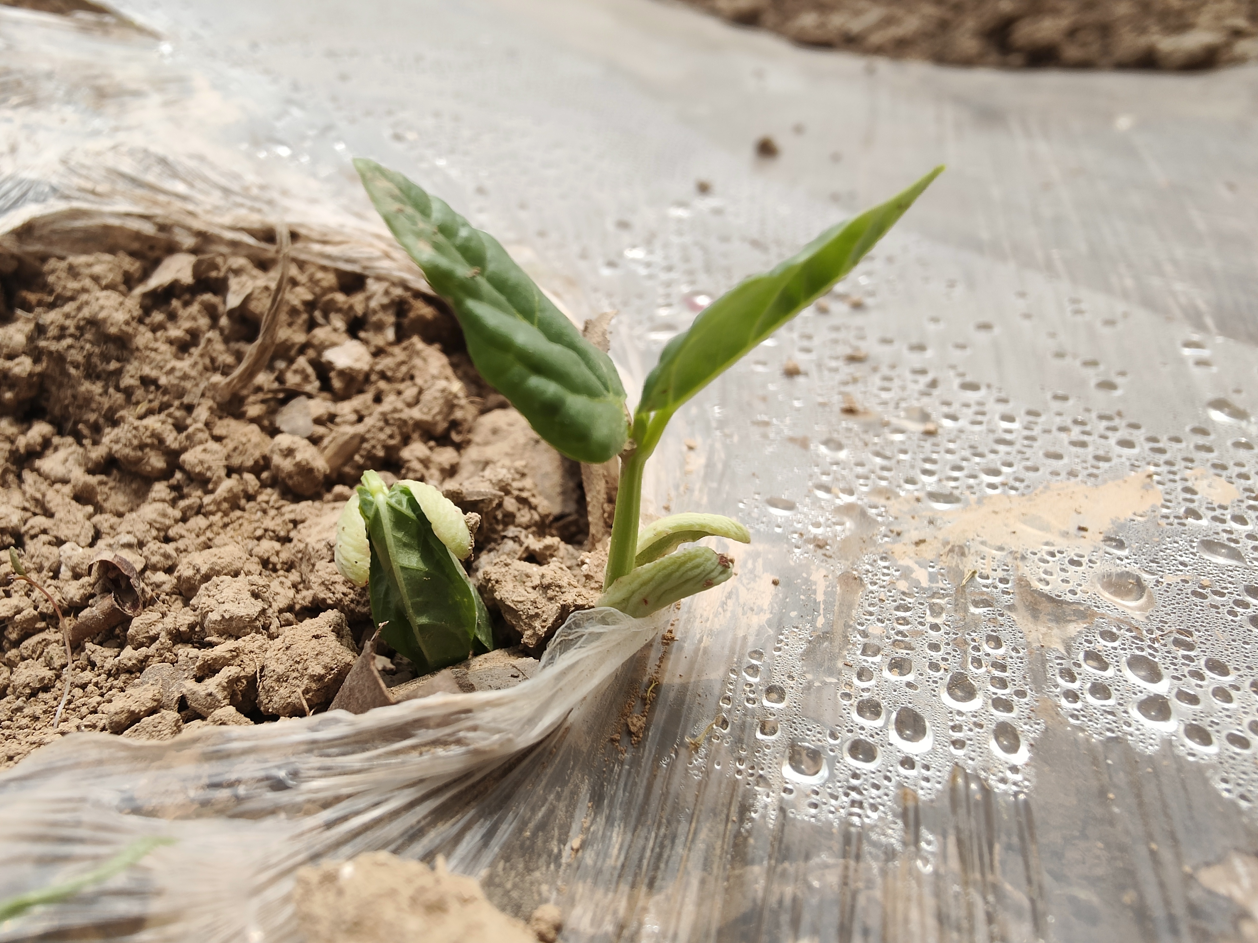 四季豆种植时间和方法