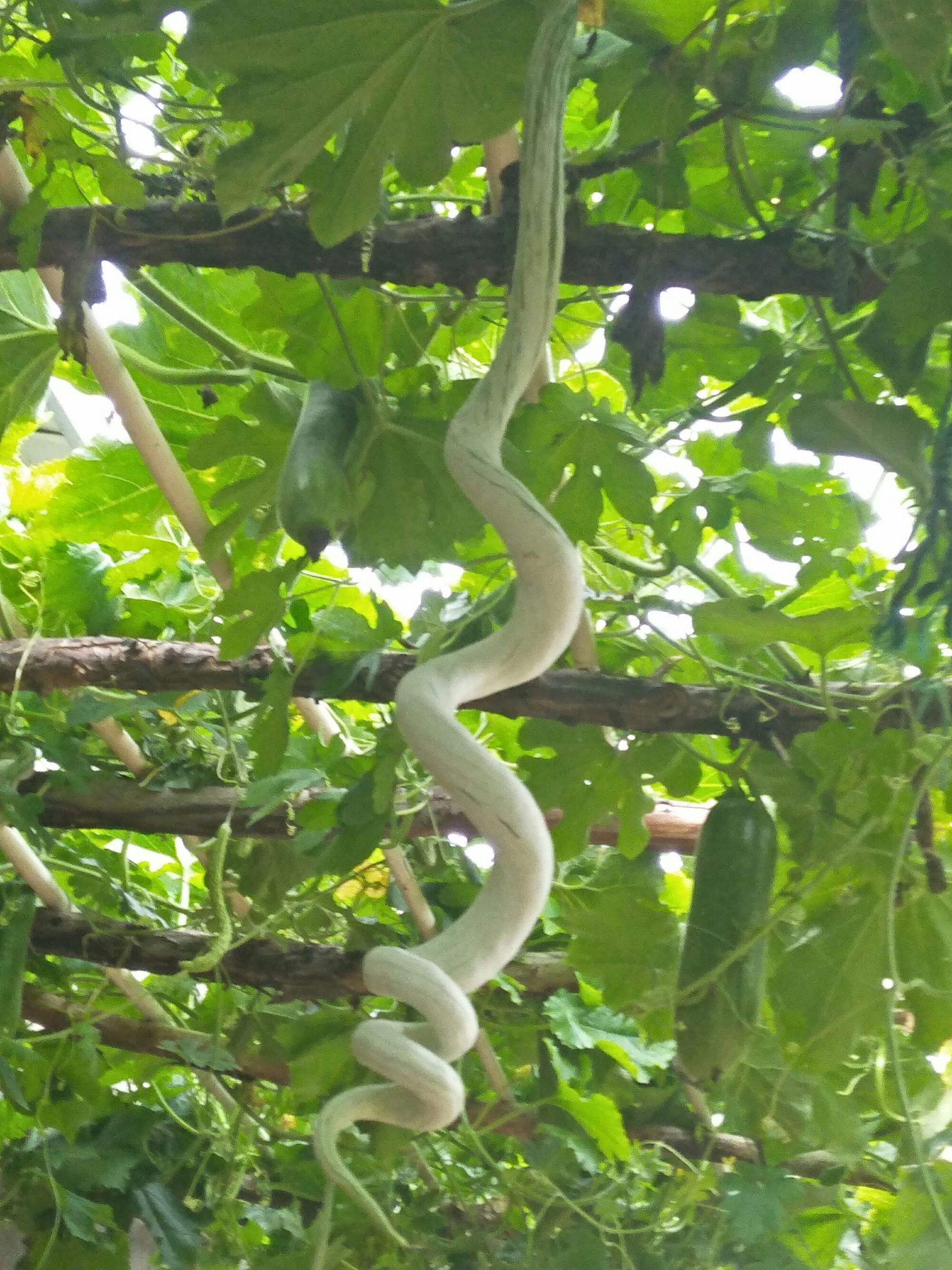 蛇豆角,又称为长豆角,菜豆,架豆等,是一种常见的蔬菜,因其长条形状似