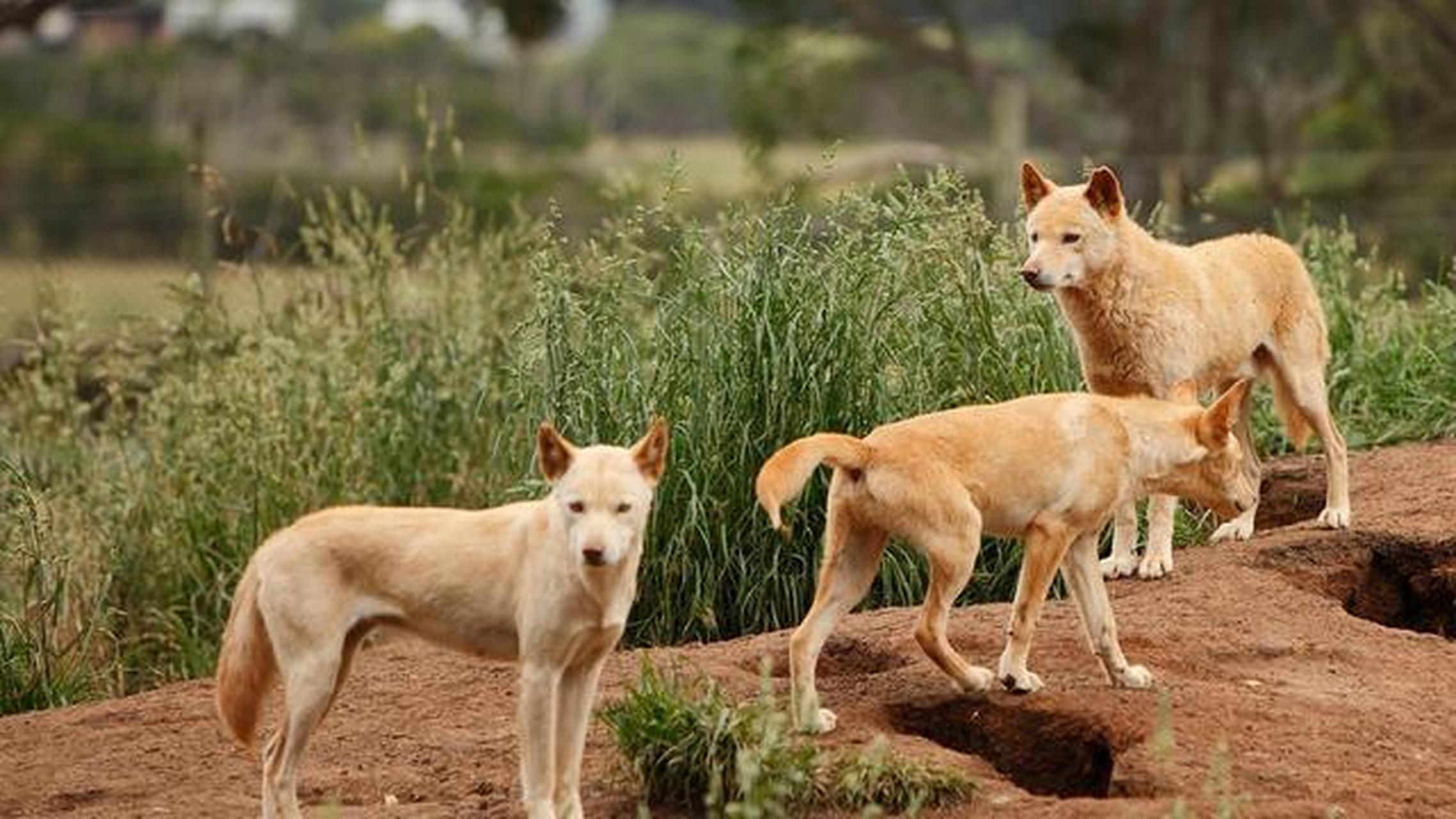 澳洲野狗和中华田园犬图片