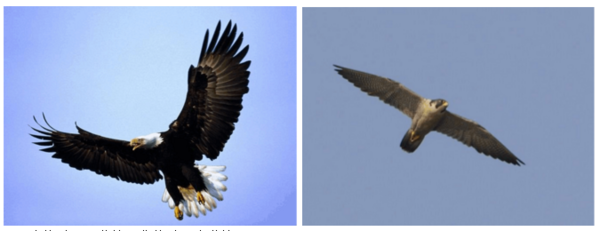 鹰和隼哪个更厉害?