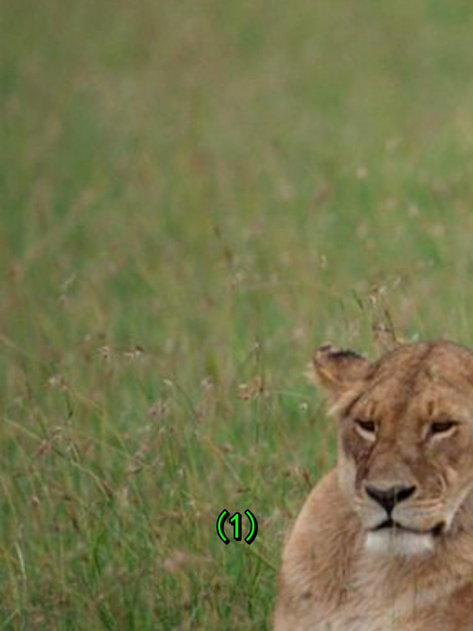 非洲最强雄狮塞西尔:兄弟流浪记,王者成长路!