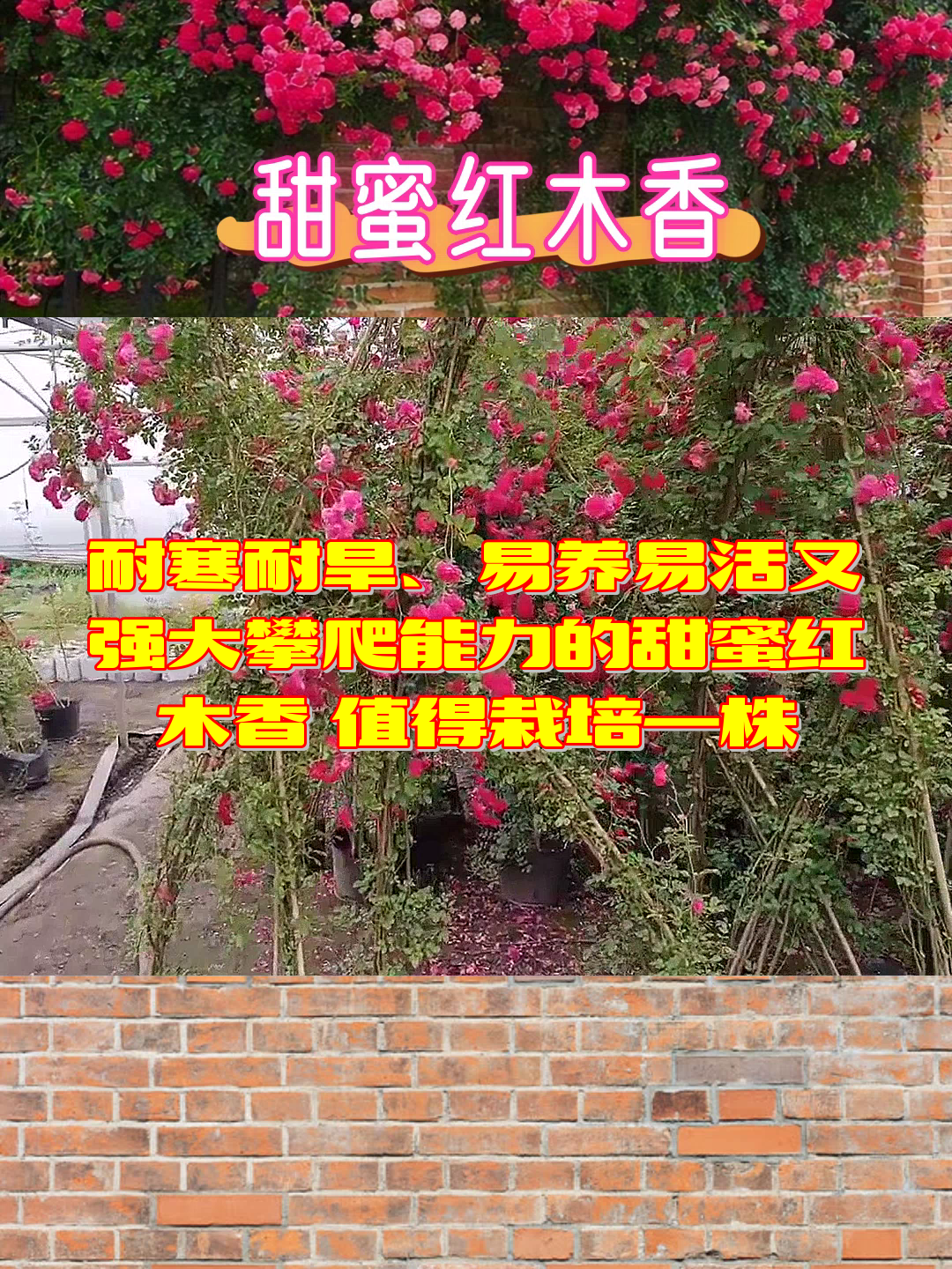 耐寒耐旱,易养易活又强大攀爬能力的甜蜜红木香,值得栽培一株