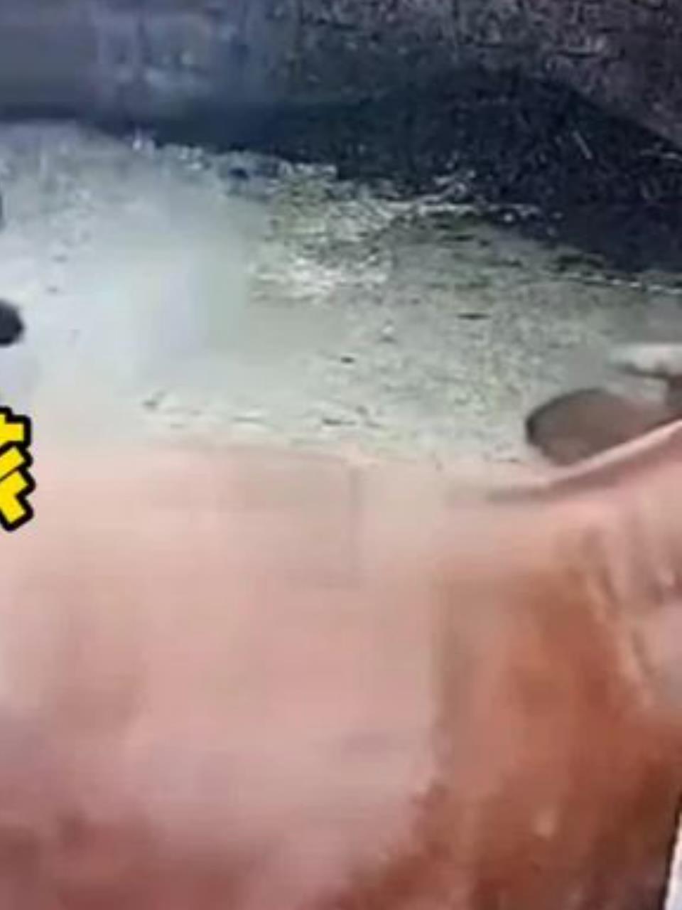 疯牛横行老少遭顶撞小女孩命悬一线乌鸦坐飞机惊现街头3