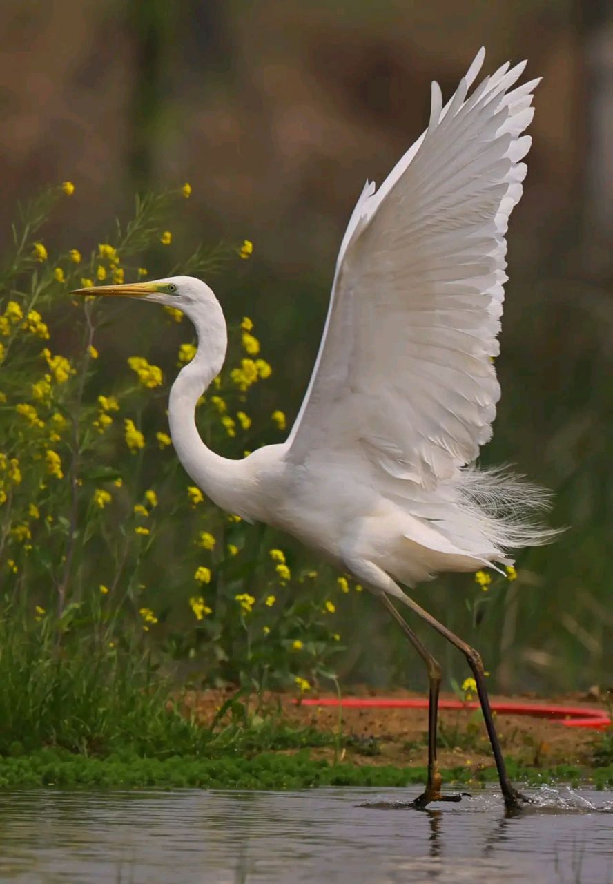 万物有灵 | 鹭鸶 鹭鸶(ardeidae)是鹭科的鸟类,为大,中型涉禽.