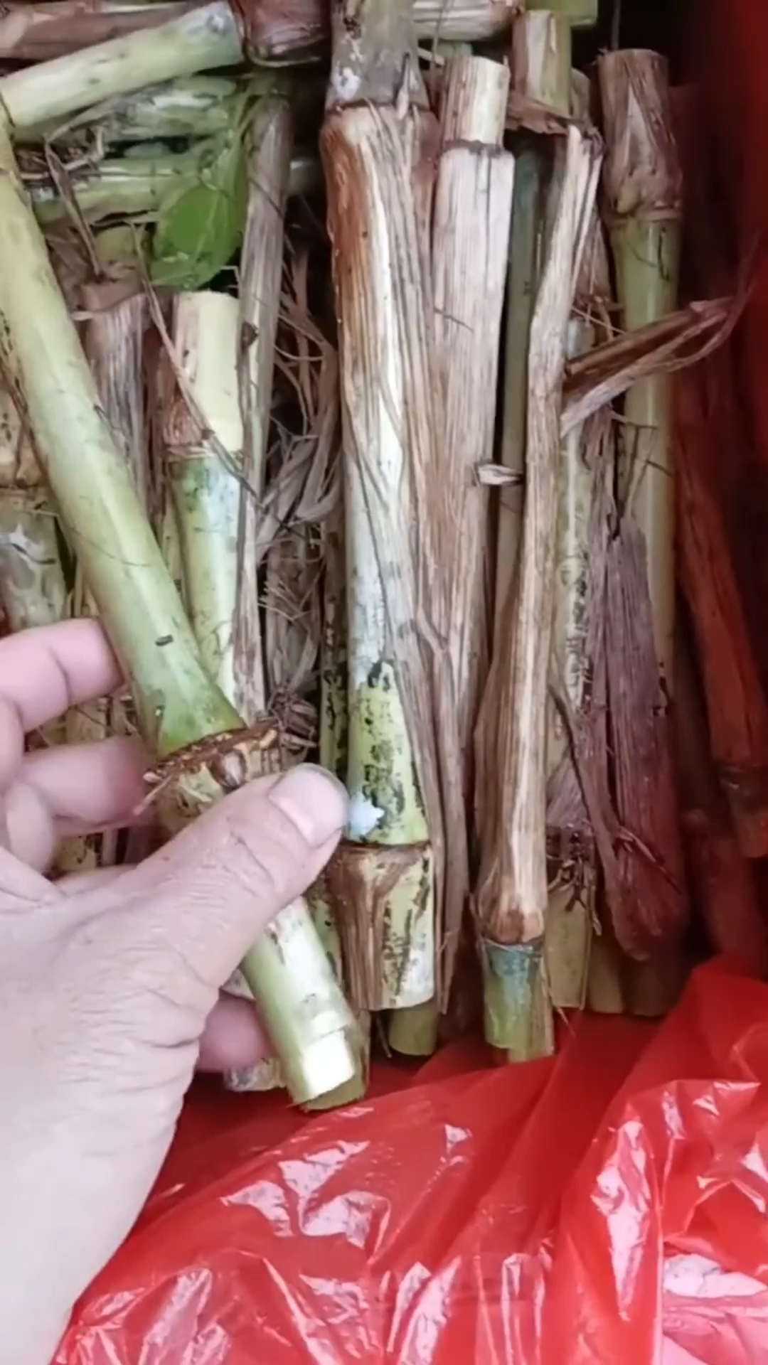 军粮一号牧草种节芽苞饱满给养殖户安排-度小视