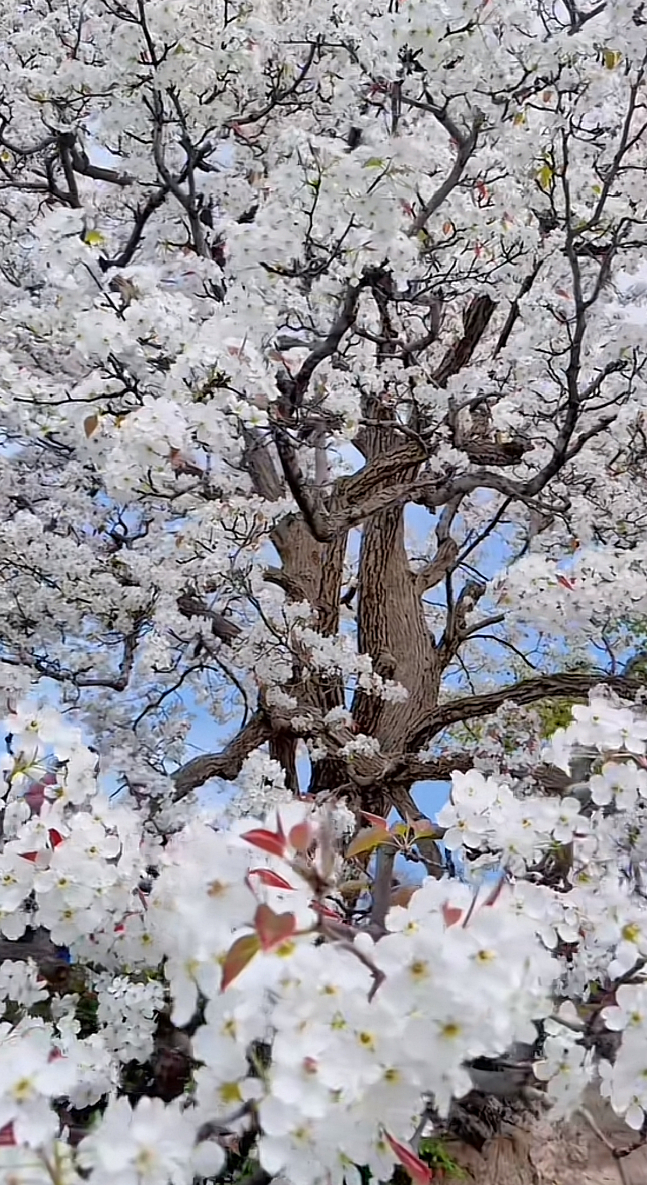 一枝梨花压海棠青木源图片