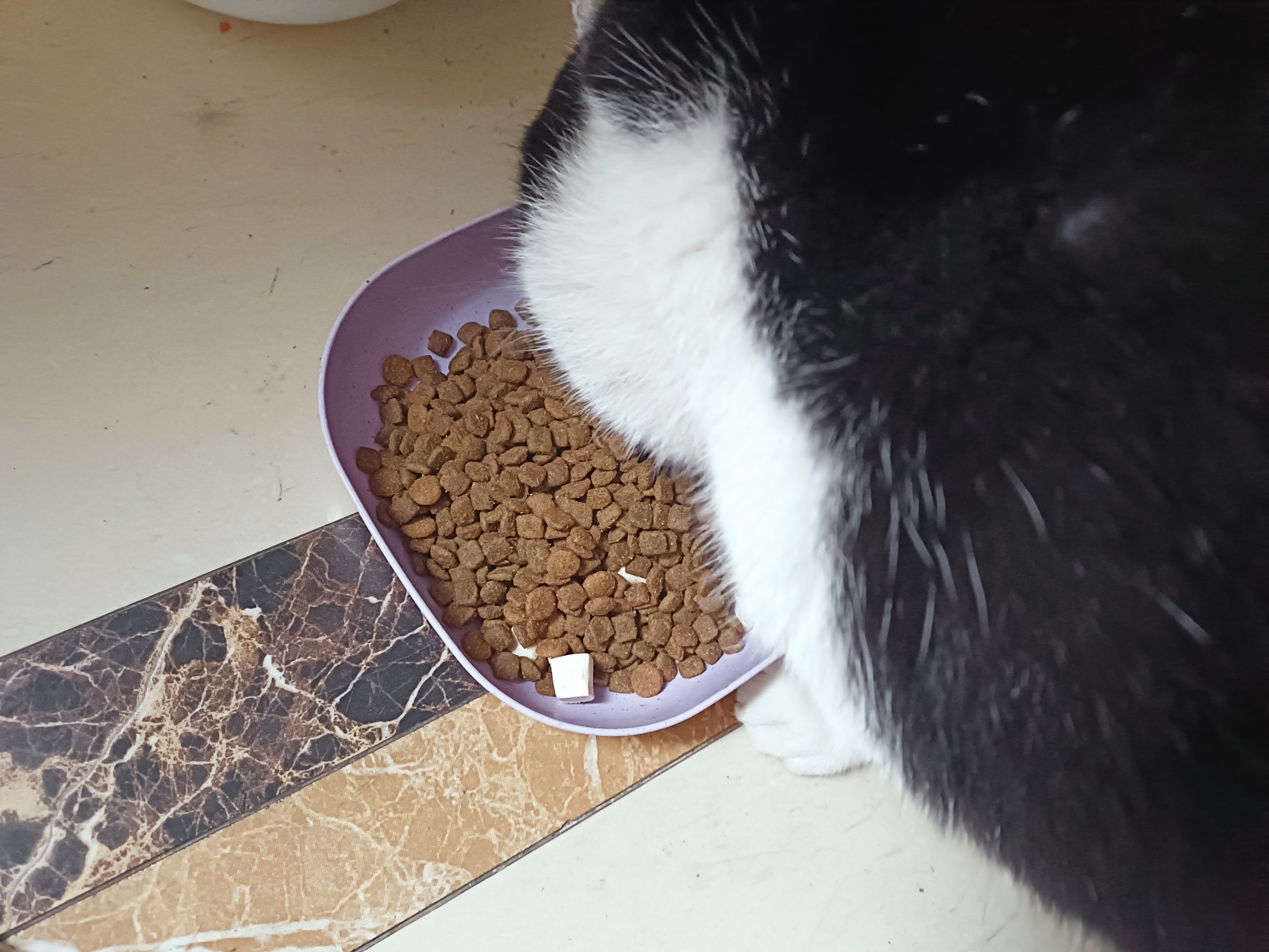 三只猪,每天早晚等吃的,肚子都大了[嘻嘻]上班前要先投喂好才能去[笑