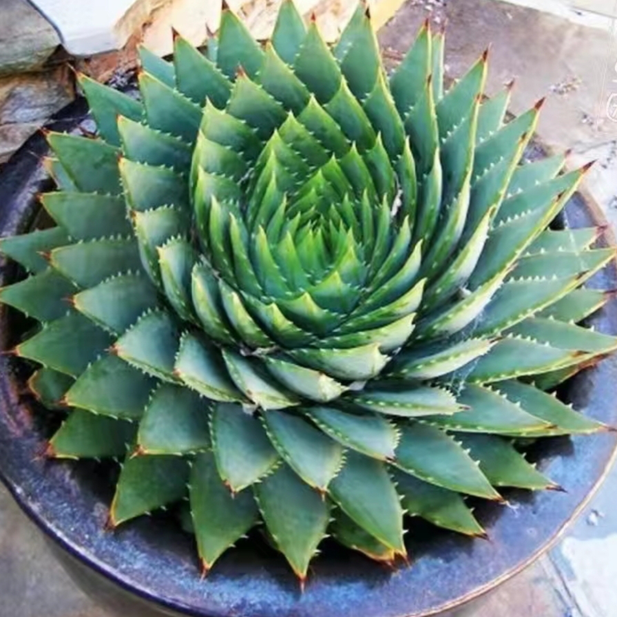 芦荟含有丰富的天然维生素,矿物质和氨基酸等营养成分,具有保湿,美白