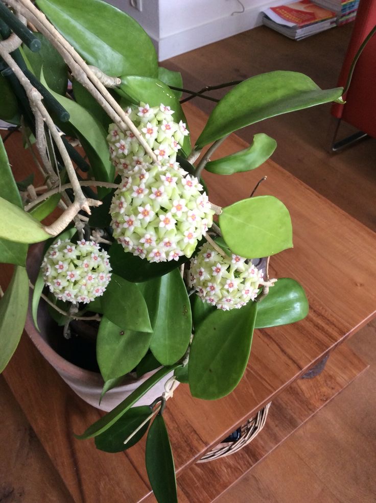 心叶球兰:一心一意的花语