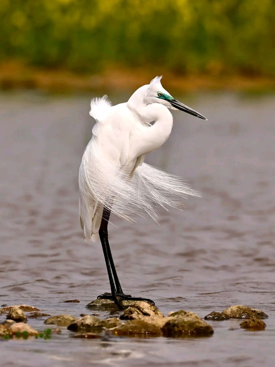 万物有灵 | 鹭鸶 鹭鸶(ardeidae)是鹭科的鸟类,为大,中型涉禽.
