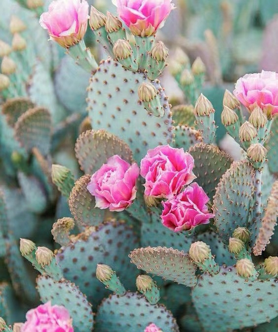 红毛仙人掌开花图片图片