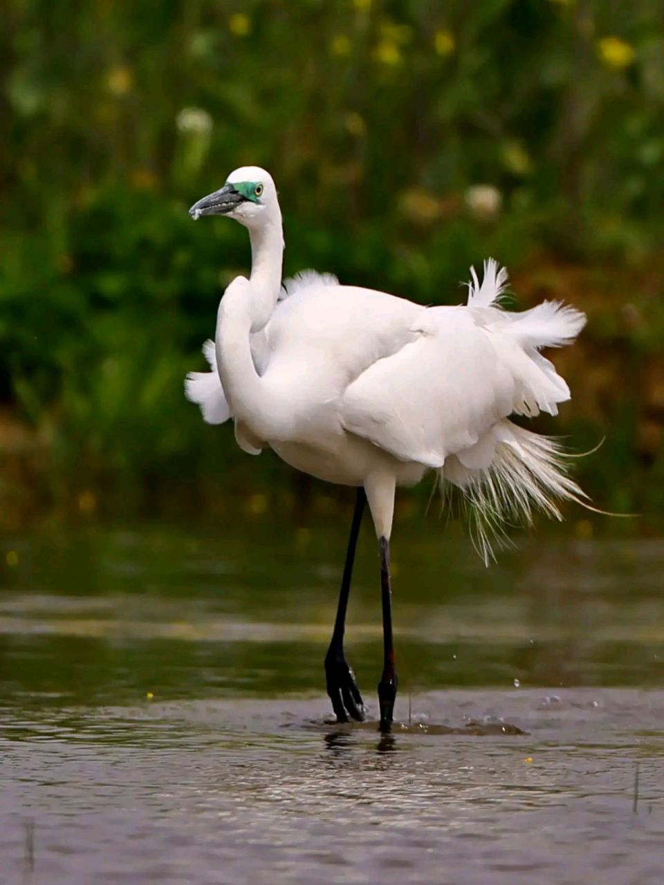 万物有灵 | 鹭鸶 鹭鸶(ardeidae)是鹭科的鸟类,为大,中型涉禽.