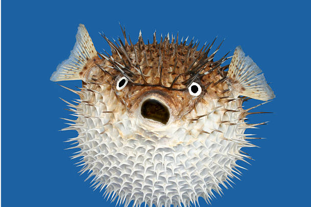 河豚是生活在海洋,河流和淡水湖泊的可爱鱼类,以小型无脊椎动物和软体