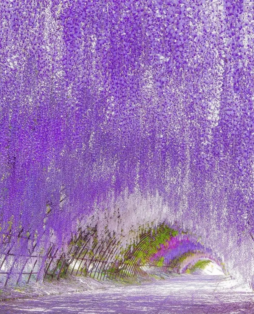 花满山城# 花开无语,心有千千结