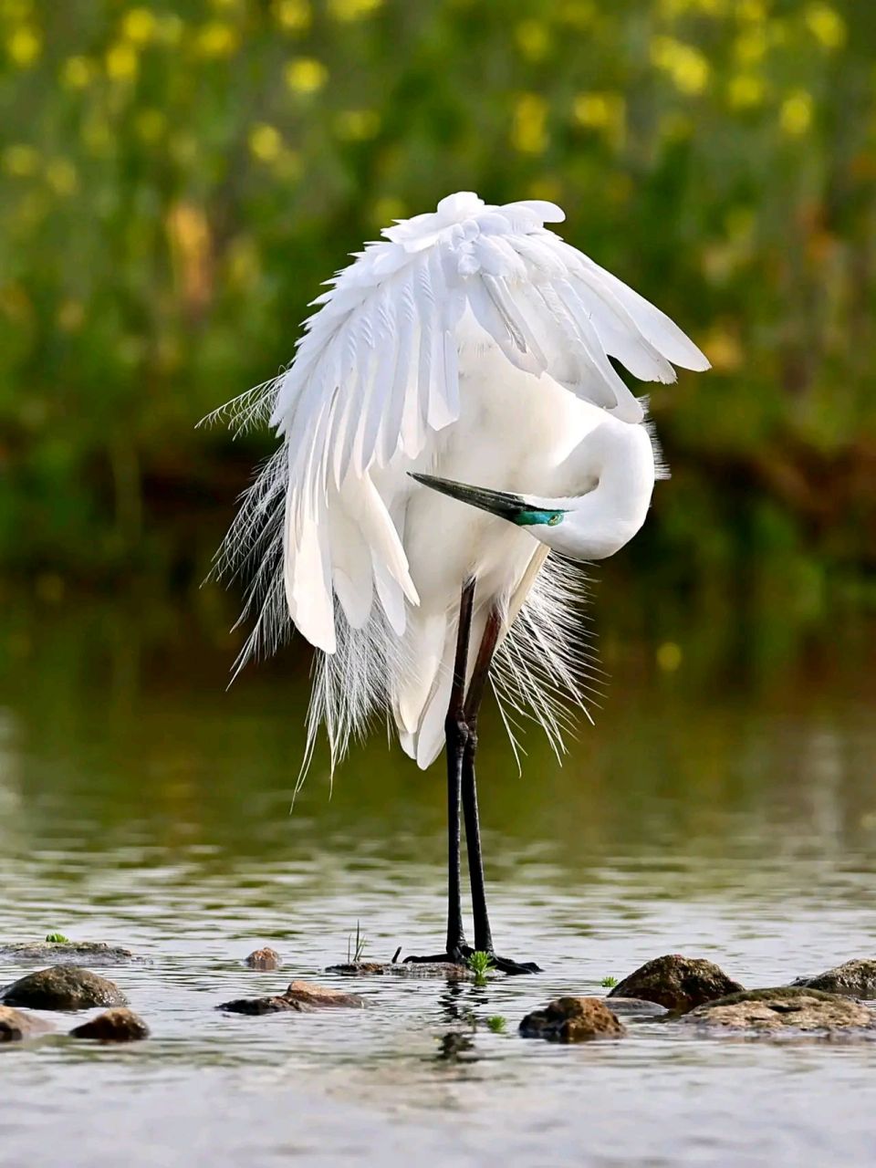 万物有灵 | 鹭鸶 鹭鸶(ardeidae)是鹭科的鸟类,为大,中型涉禽.