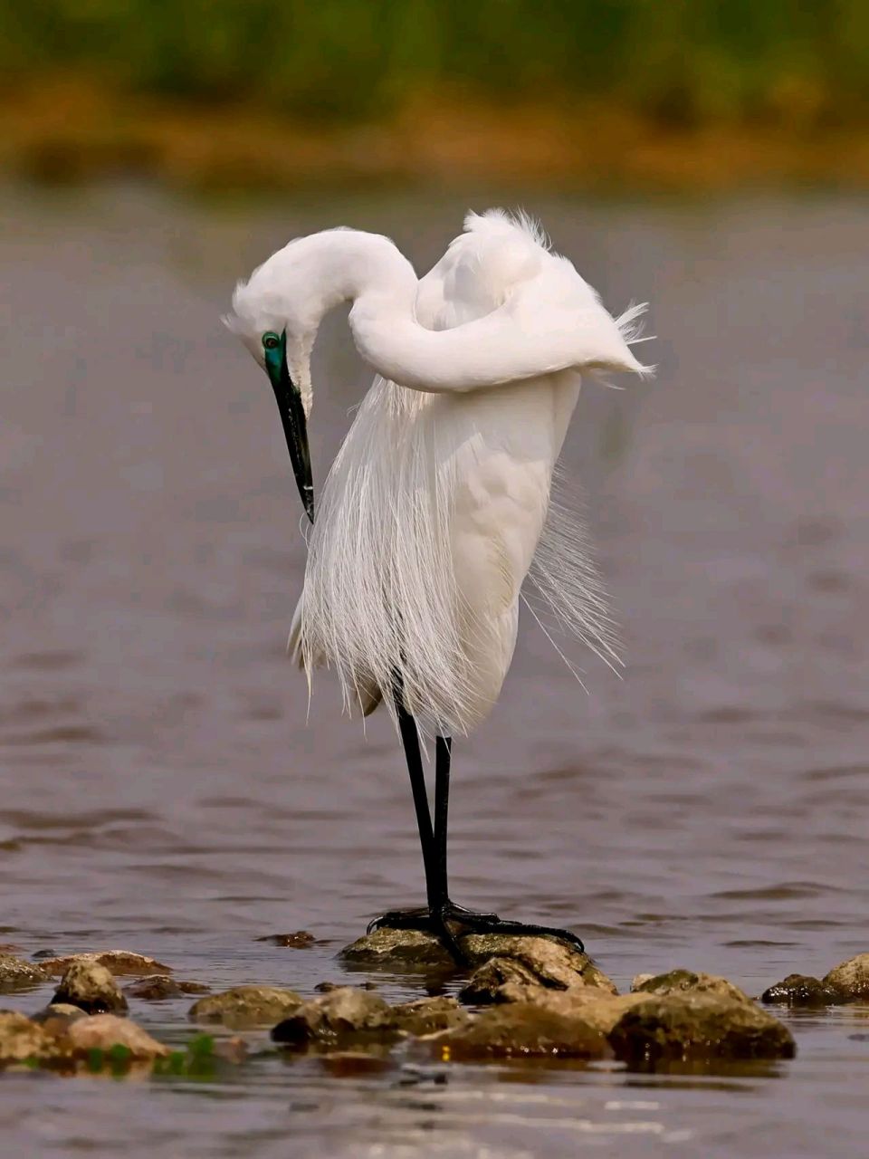 万物有灵 | 鹭鸶 鹭鸶(ardeidae)是鹭科的鸟类,为大,中型涉禽.