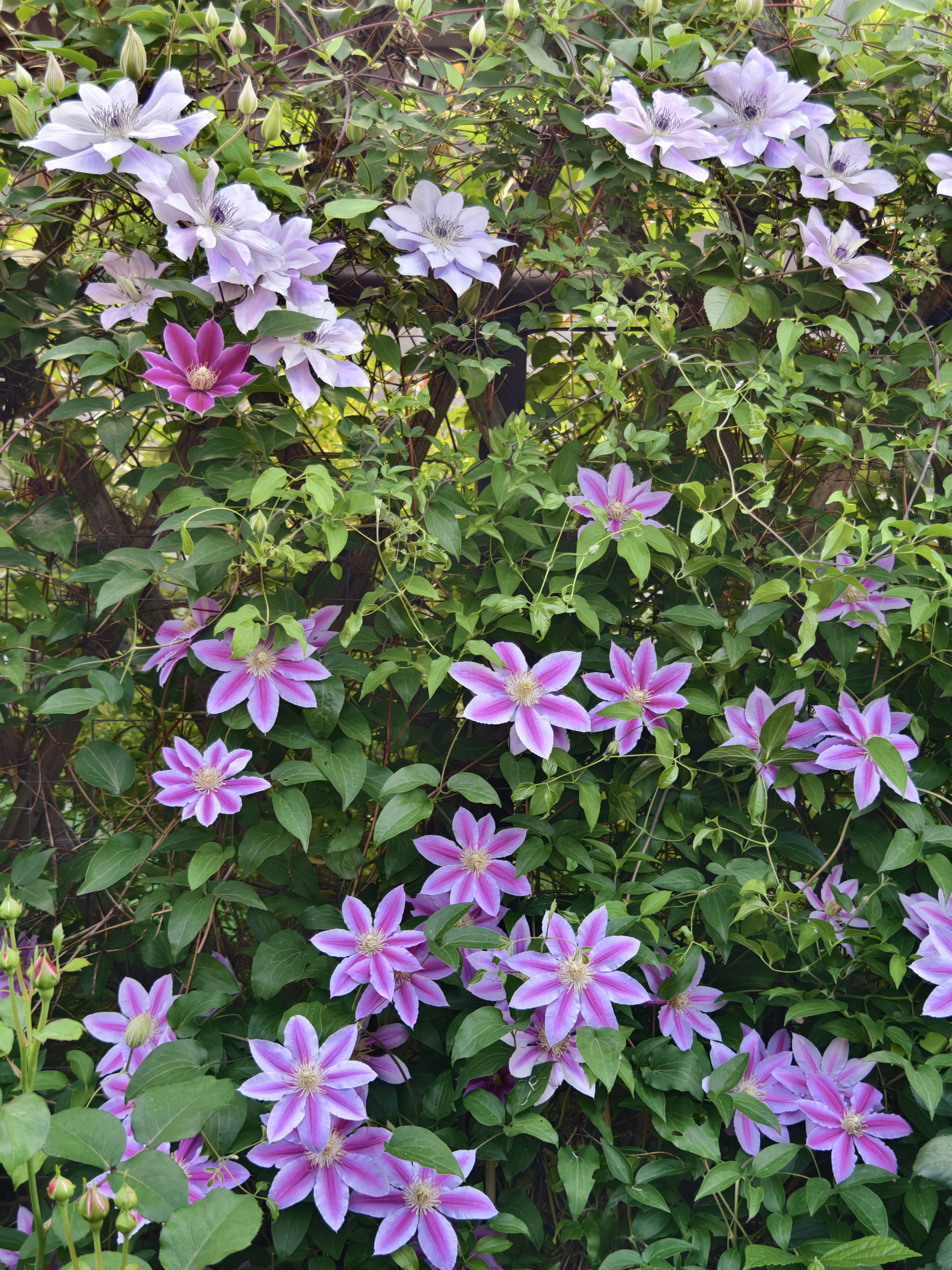 铁线莲博士已盛开,博士是早花大花型品种,二类铁,花期比较早,花色艳丽