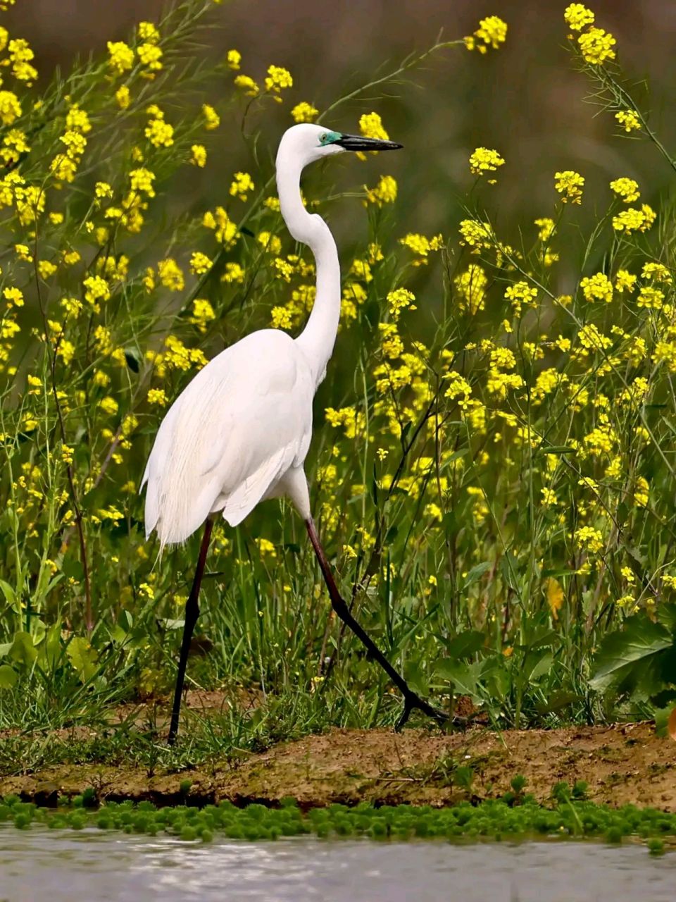 万物有灵 | 鹭鸶 鹭鸶(ardeidae)是鹭科的鸟类,为大,中型涉禽.