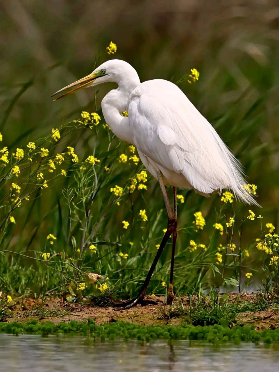 万物有灵 | 鹭鸶 鹭鸶(ardeidae)是鹭科的鸟类,为大,中型涉禽.