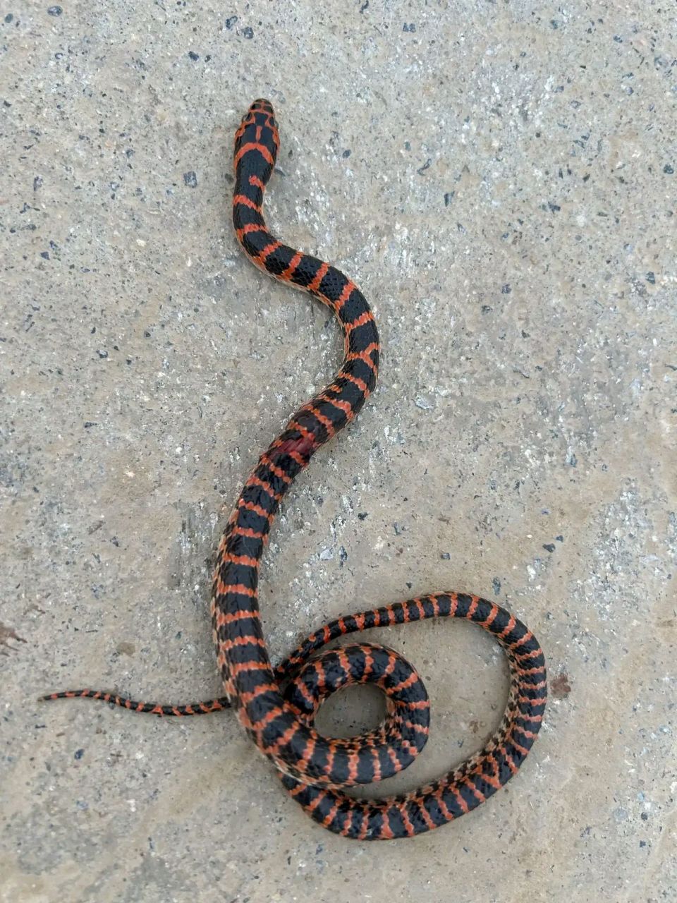 早晨一开门就看到它,大家给我科普一下,这到底是什么蛇,它有毒吗?